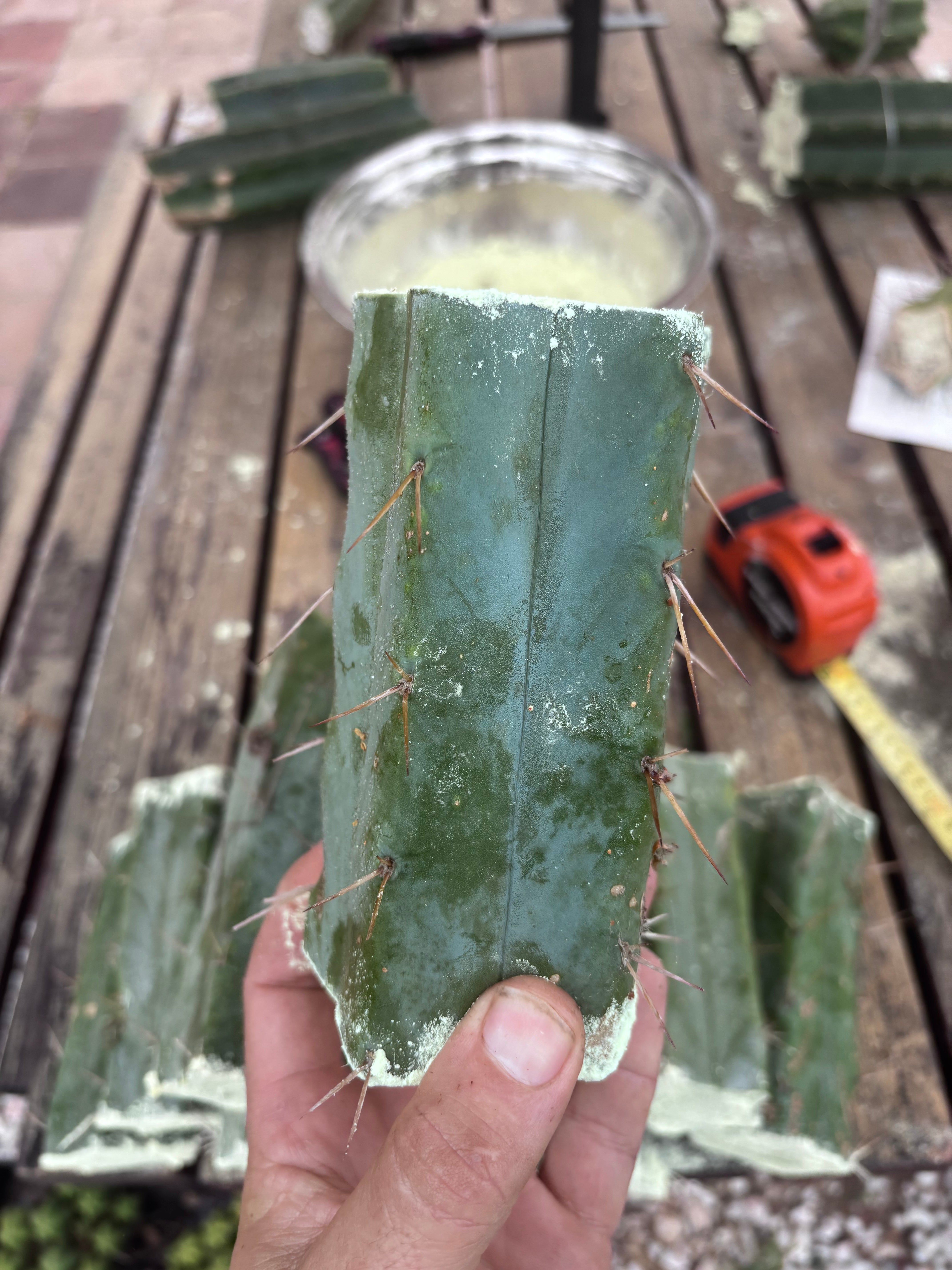 FREE ADD-ON — 🌶️ Hammer Bridge — 6” Mid