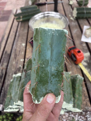 FREE ADD-ON — 🌶️ Hammer Bridge — 6” Mid