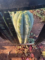 💎👑🌶️ Jonesy07 — XL 14” Tip