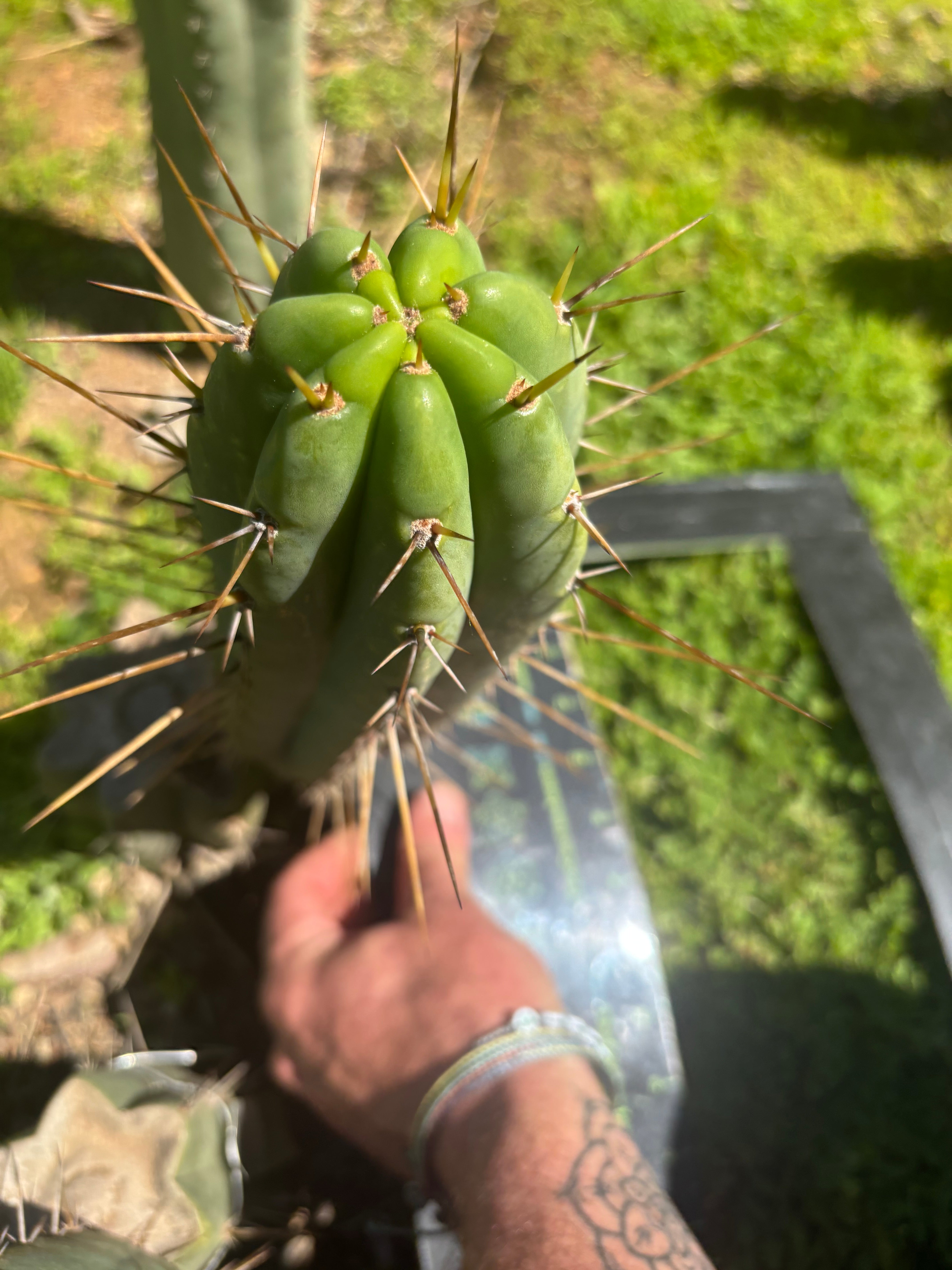 🌶️🌶️⚠️ E.R. — 10” Pup