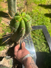 🌶️🌶️⚠️ E.R. — 10” Pup