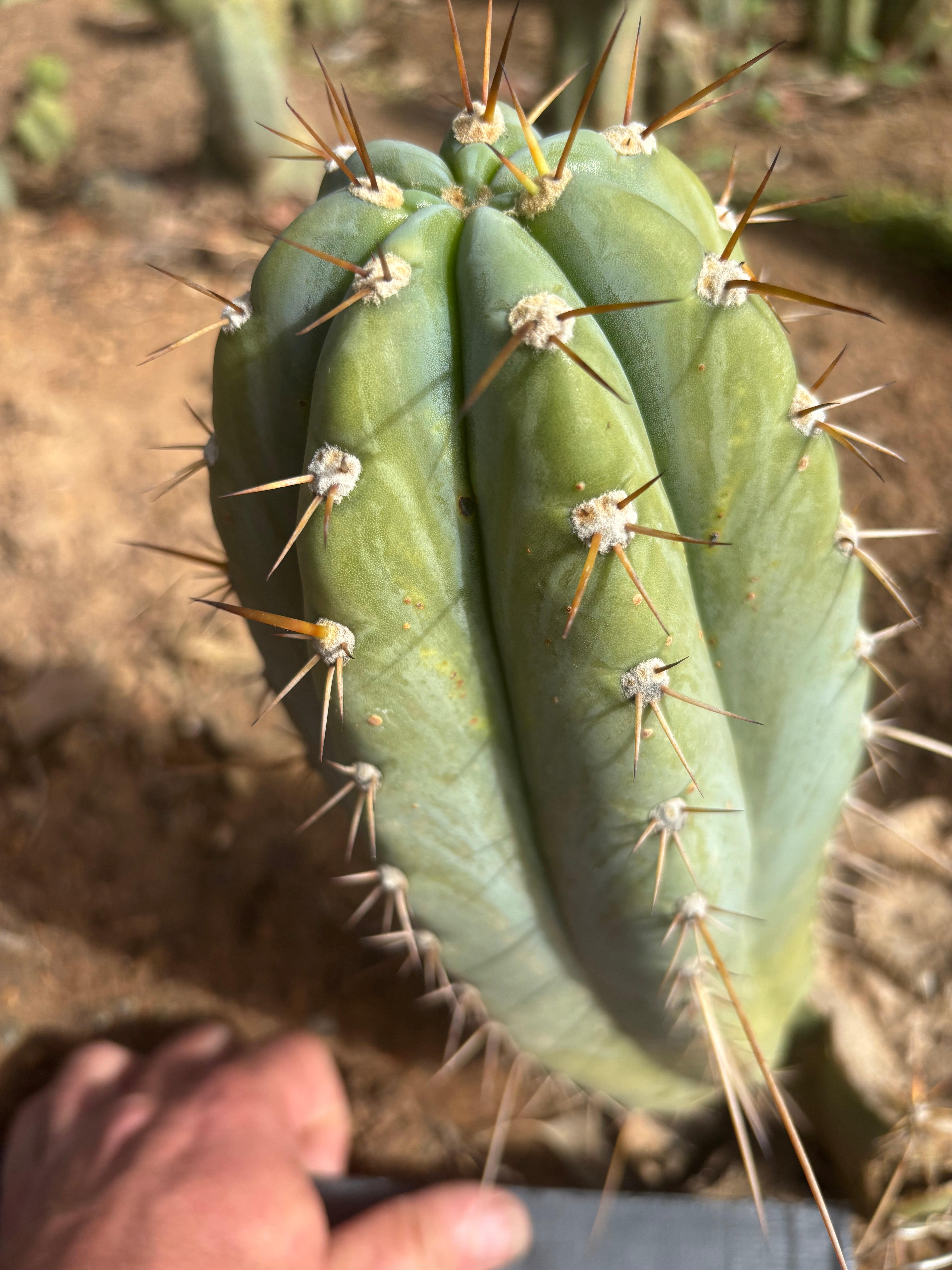💎👑🌶️ CGG — 12” Melon Pup
