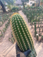 (LAST CALL) The World’s Greatest Grafting Stock — *FAT* 10” Tips (Pre-Order)