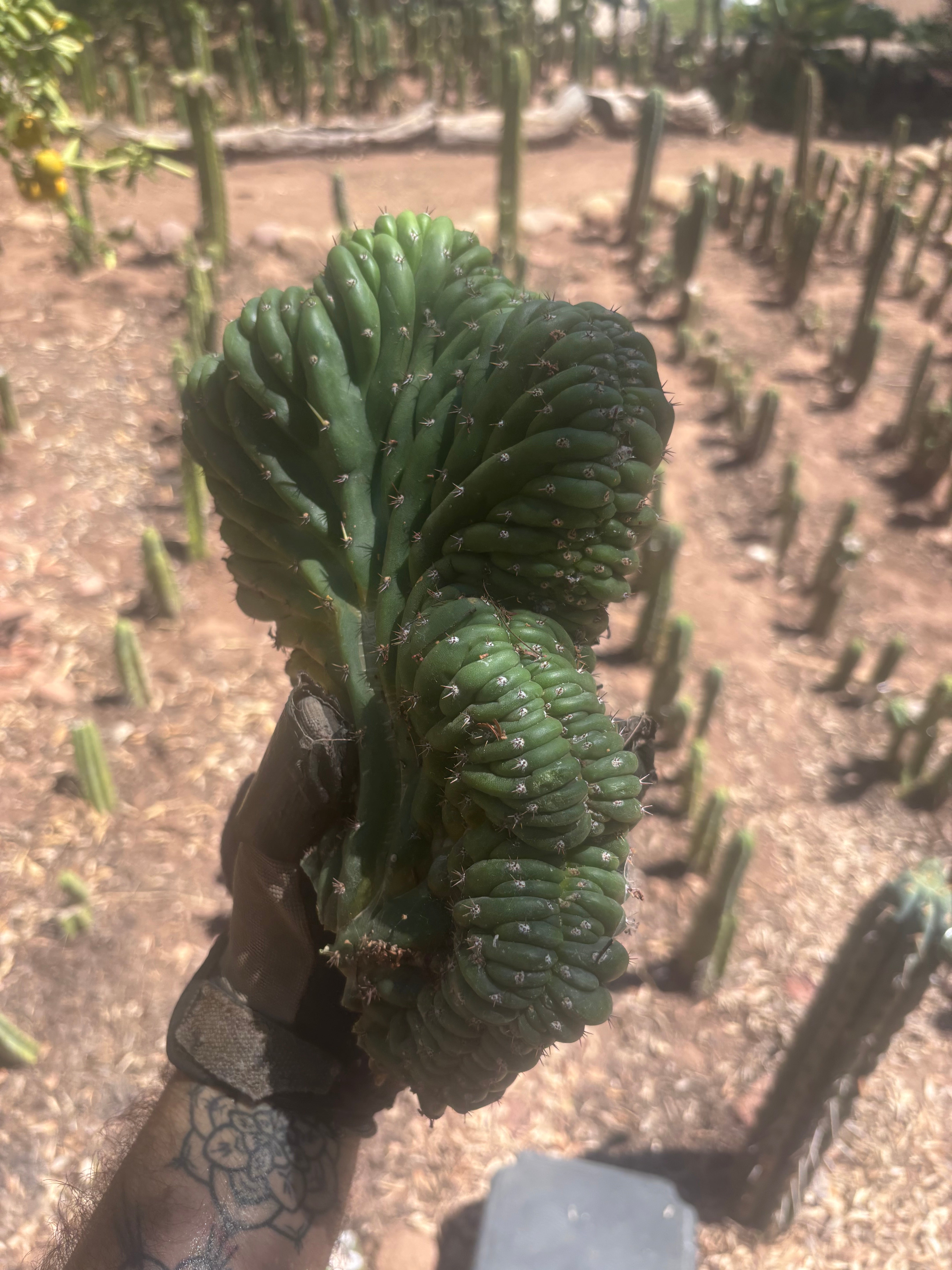 💎👑 TPMC — Large Crests (3)