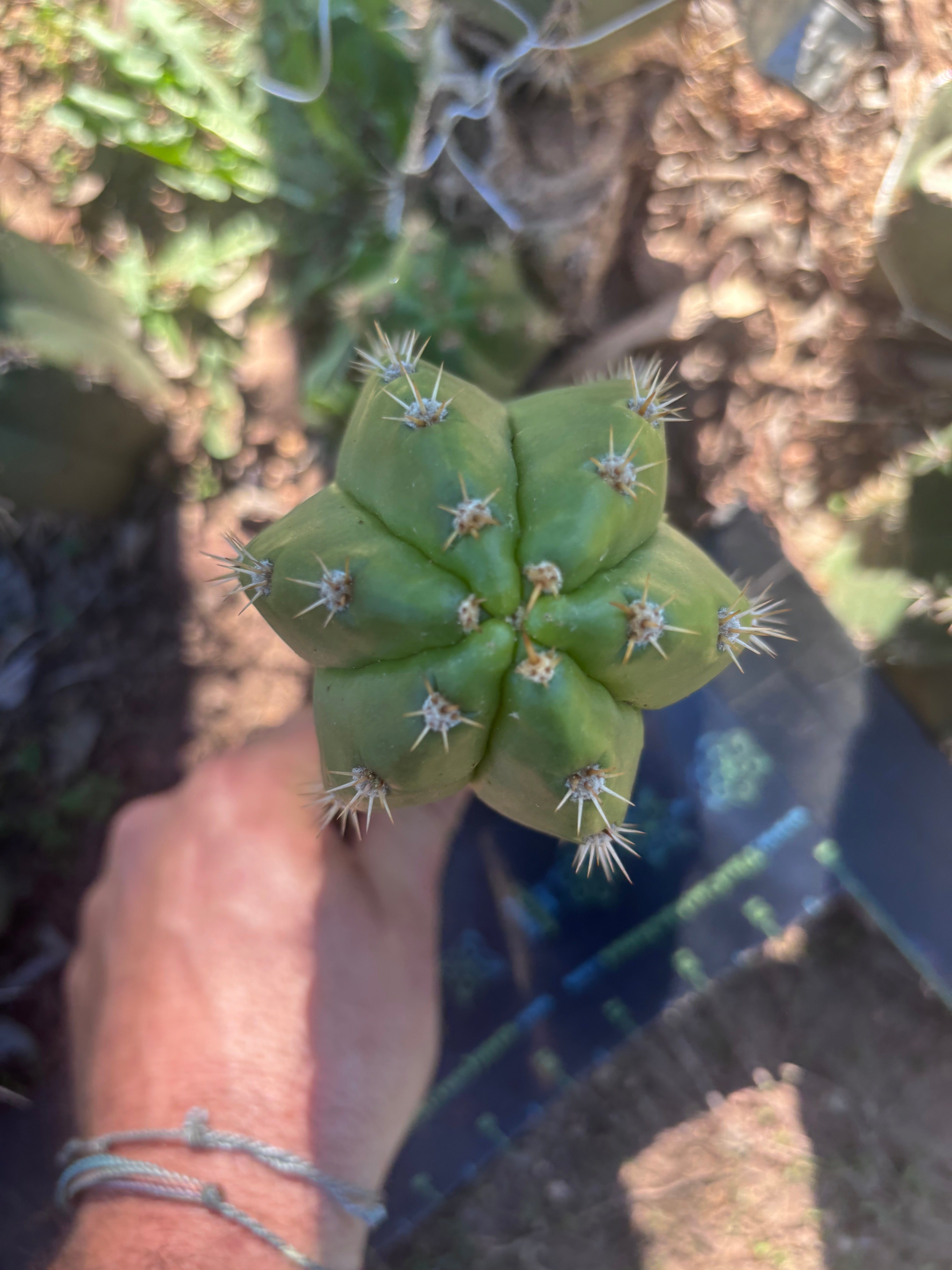 💎👑💎🌶️ CareBear — 6” Pup