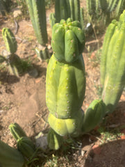 👑🌶️ Maipu — XL 13” Tip