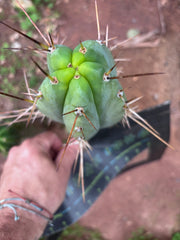 👑🌶️🌶️ Pala! — 7.5” Tip