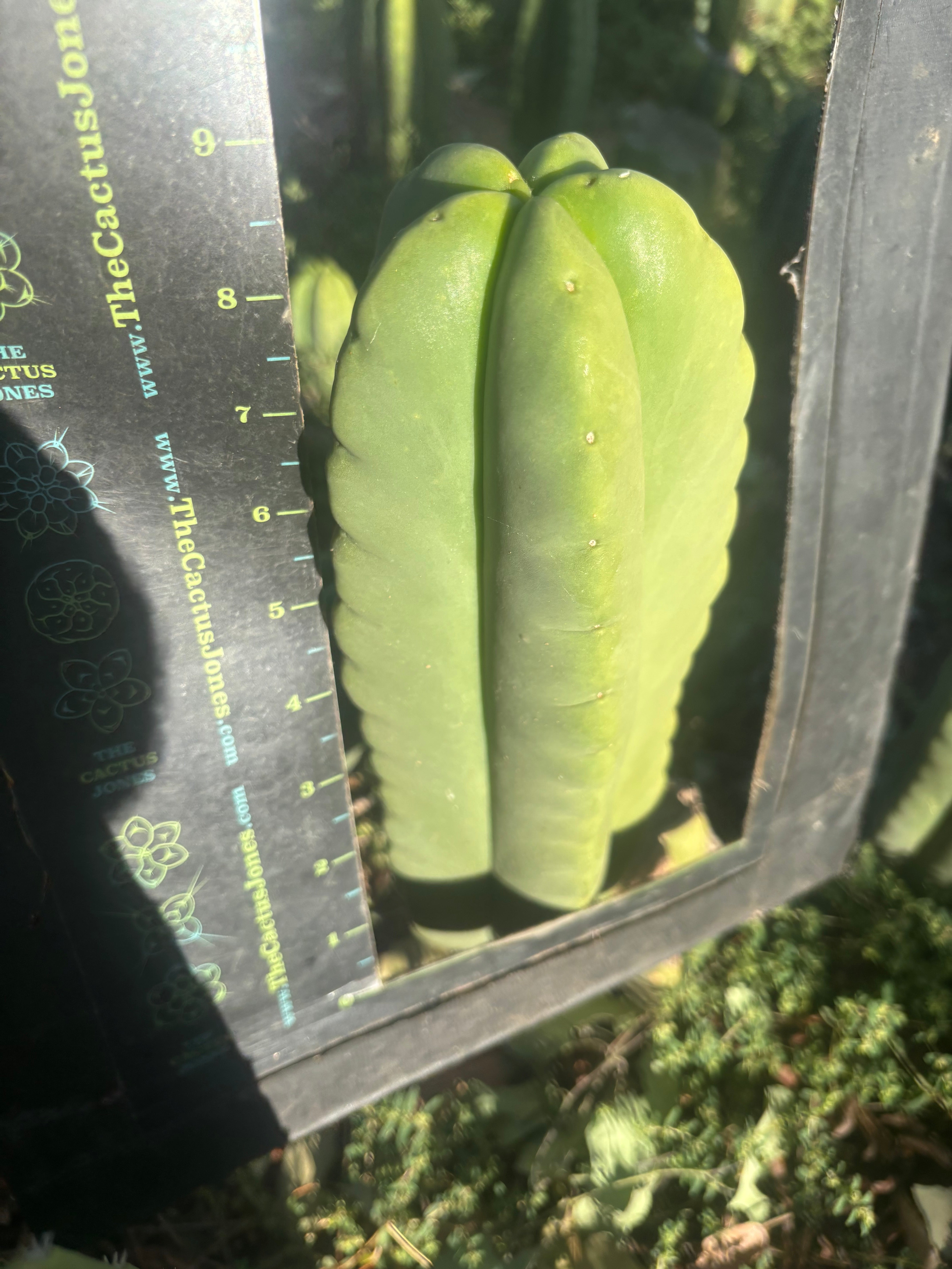 💎👑🌶️ Ferah — Fat 9” Tip