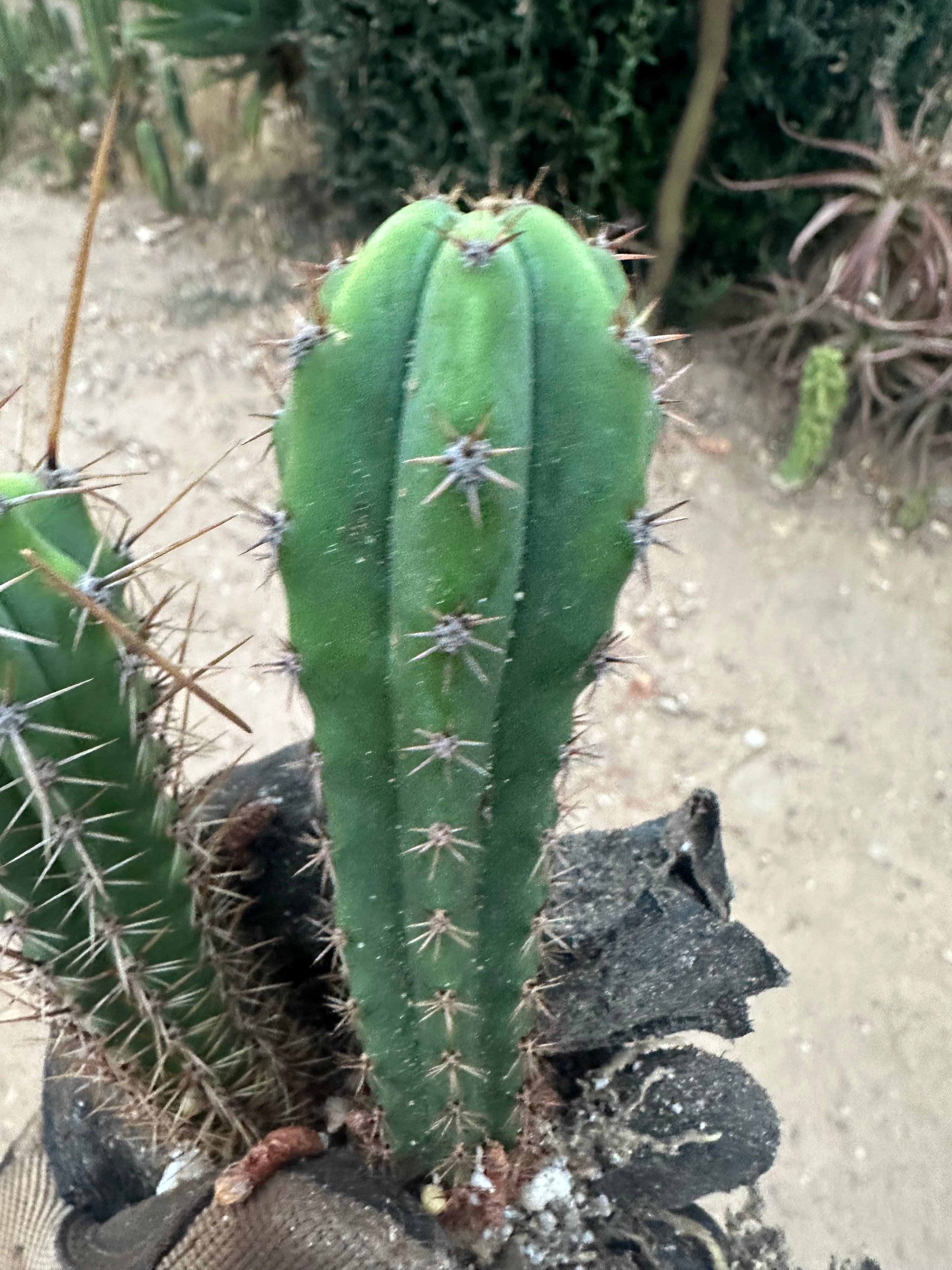 Latest Seedlings! Ventucky Blue x Fillmore