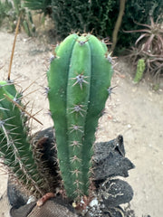 Latest Seedlings! Ventucky Blue x Fillmore