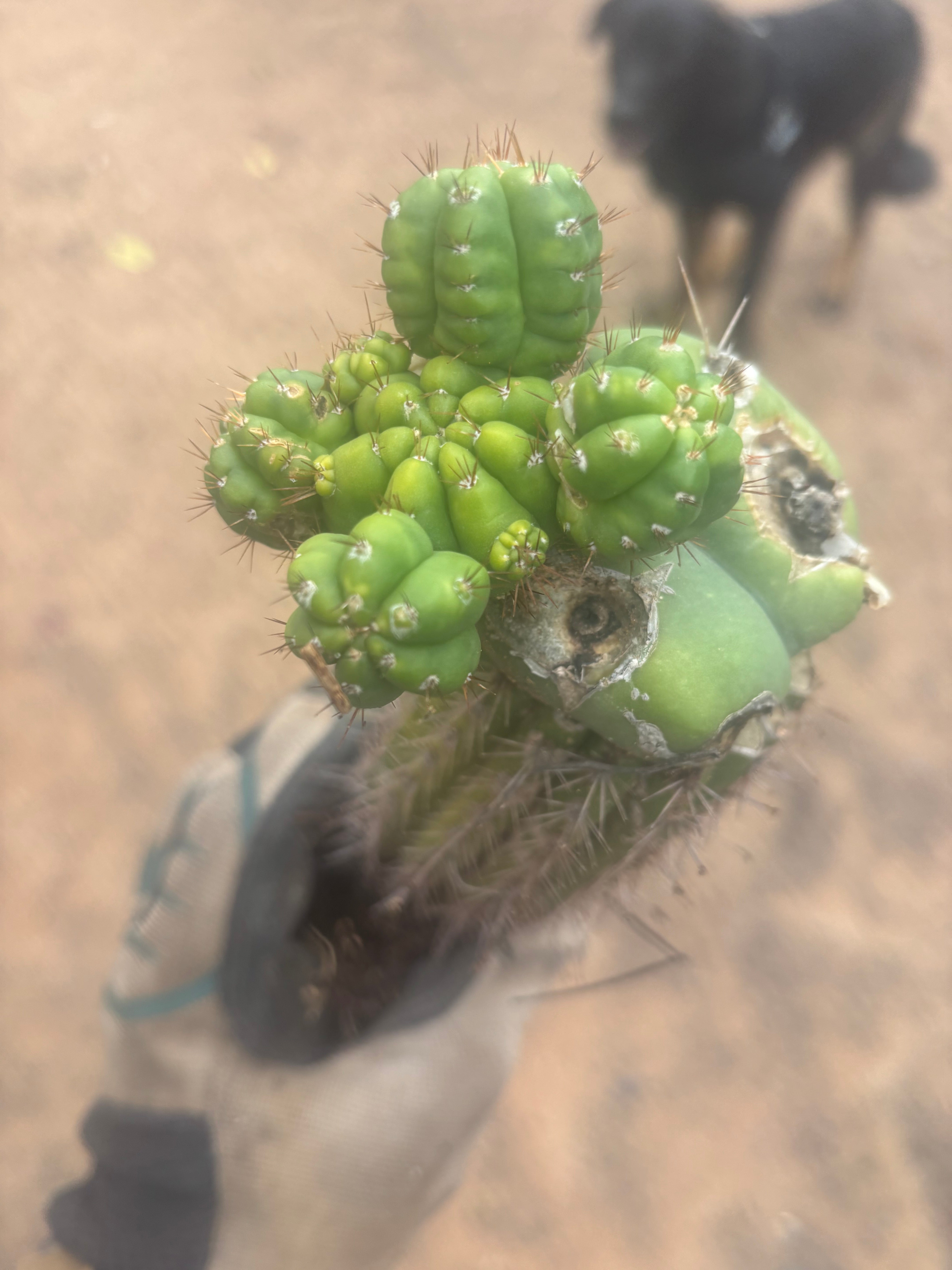 💎👑💎 Havran — Established Multi-Pup Slab Graft, Rooted