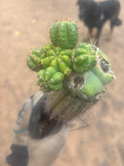 💎👑💎 Havran — Established Multi-Pup Slab Graft, Rooted