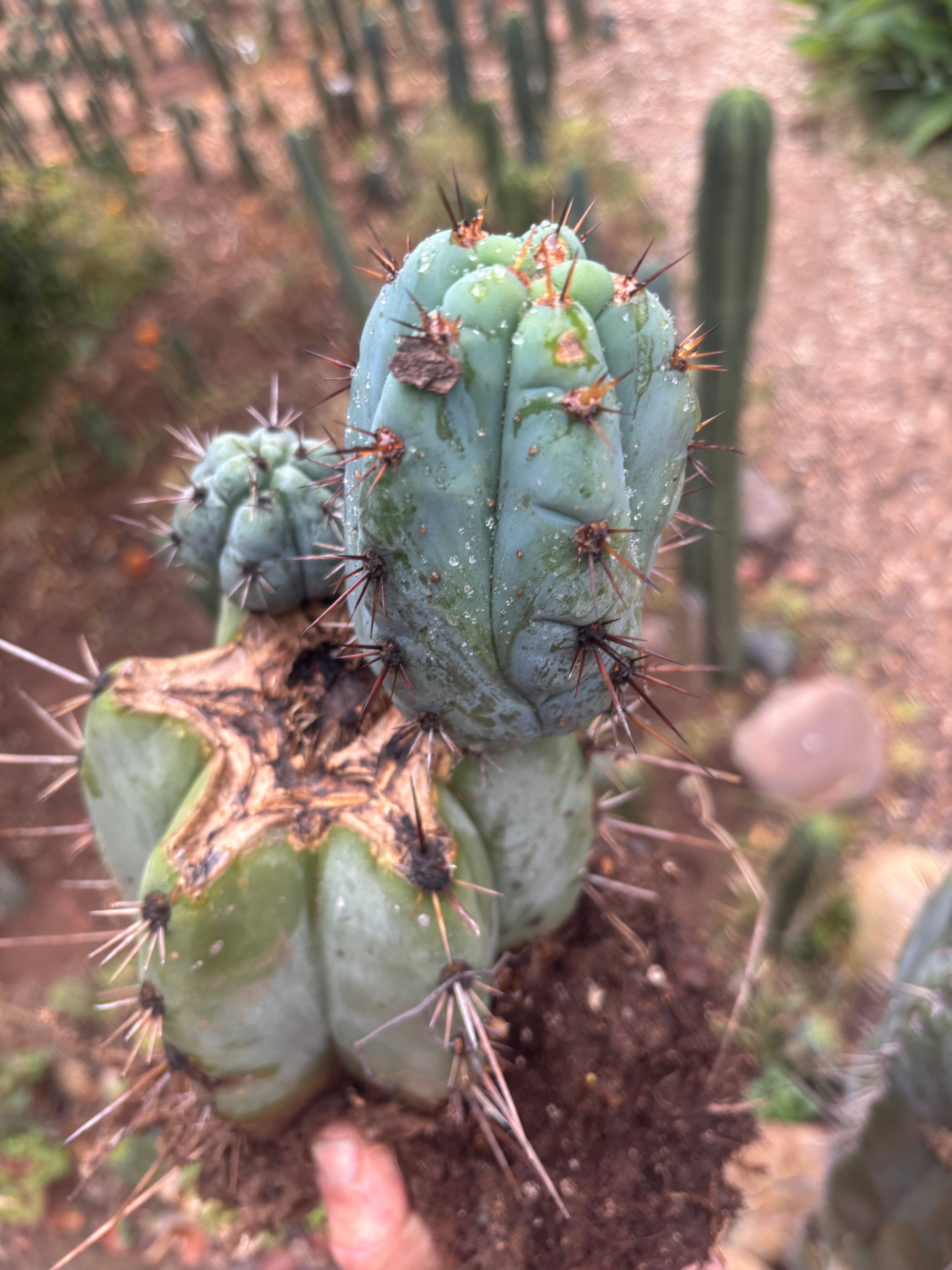 💎👑💎 Papa Smurf — *Hefty* Rooted Mid w/ Pups