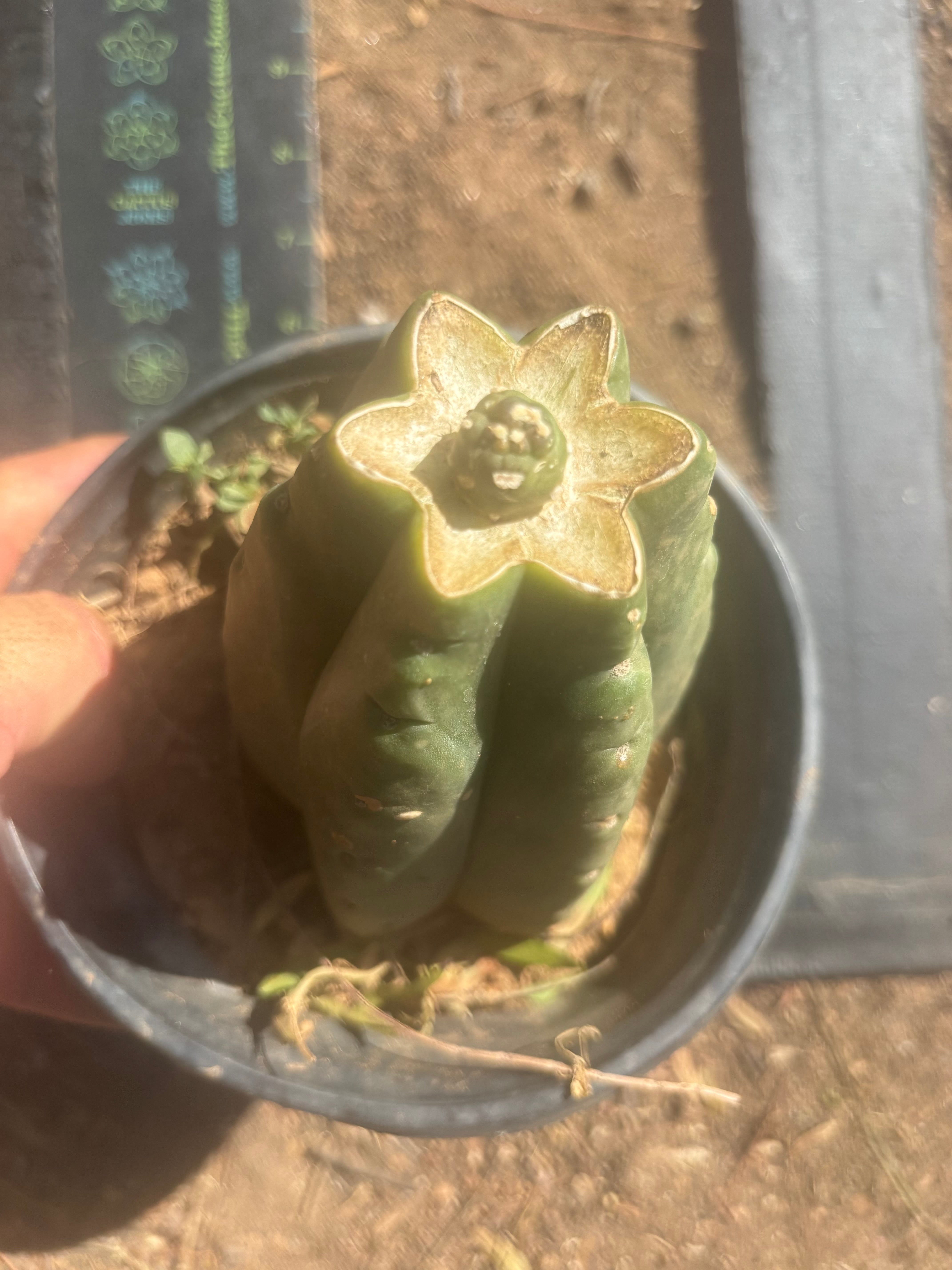 💎👑💎 SCB Again — Pup Graft on Rooted Pierre