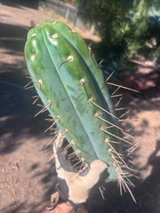 🌶️ SS02 x Kimura’s Spiny Giant  — Another Massive 16” Tip