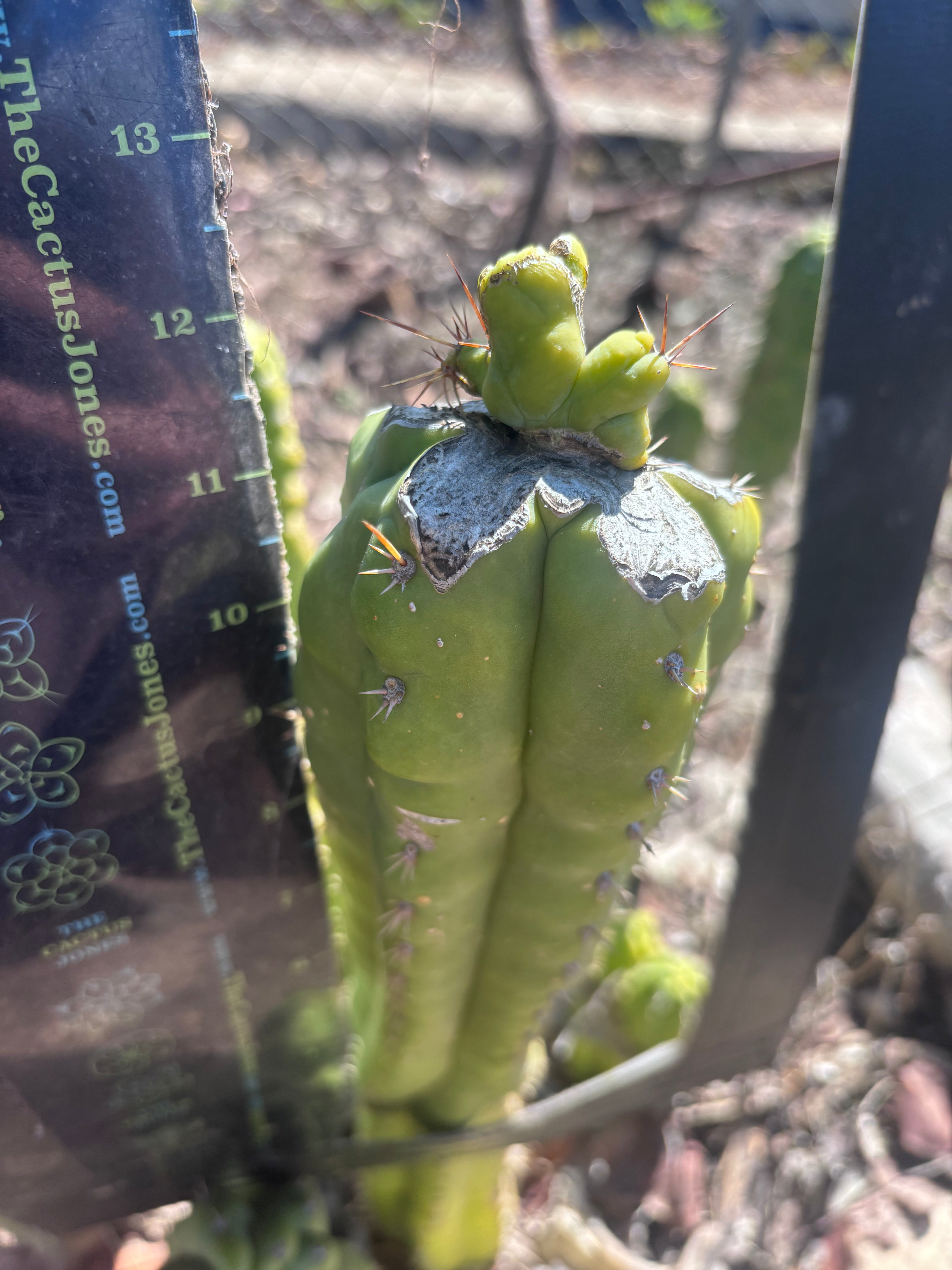 👑💎🌶️🌶️ TBMC — Graft on Thick TPM