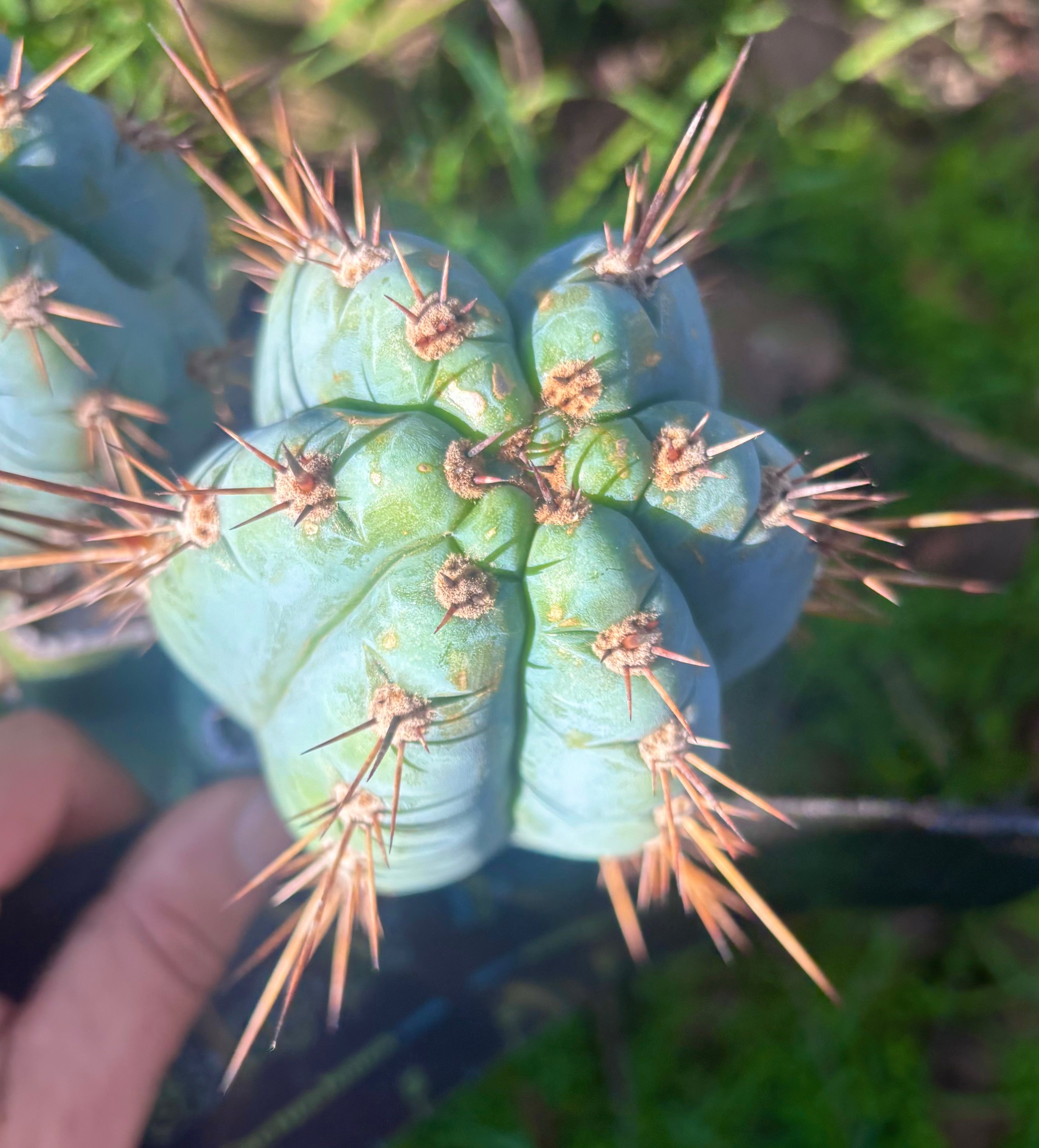 Custom Listing for Eric C