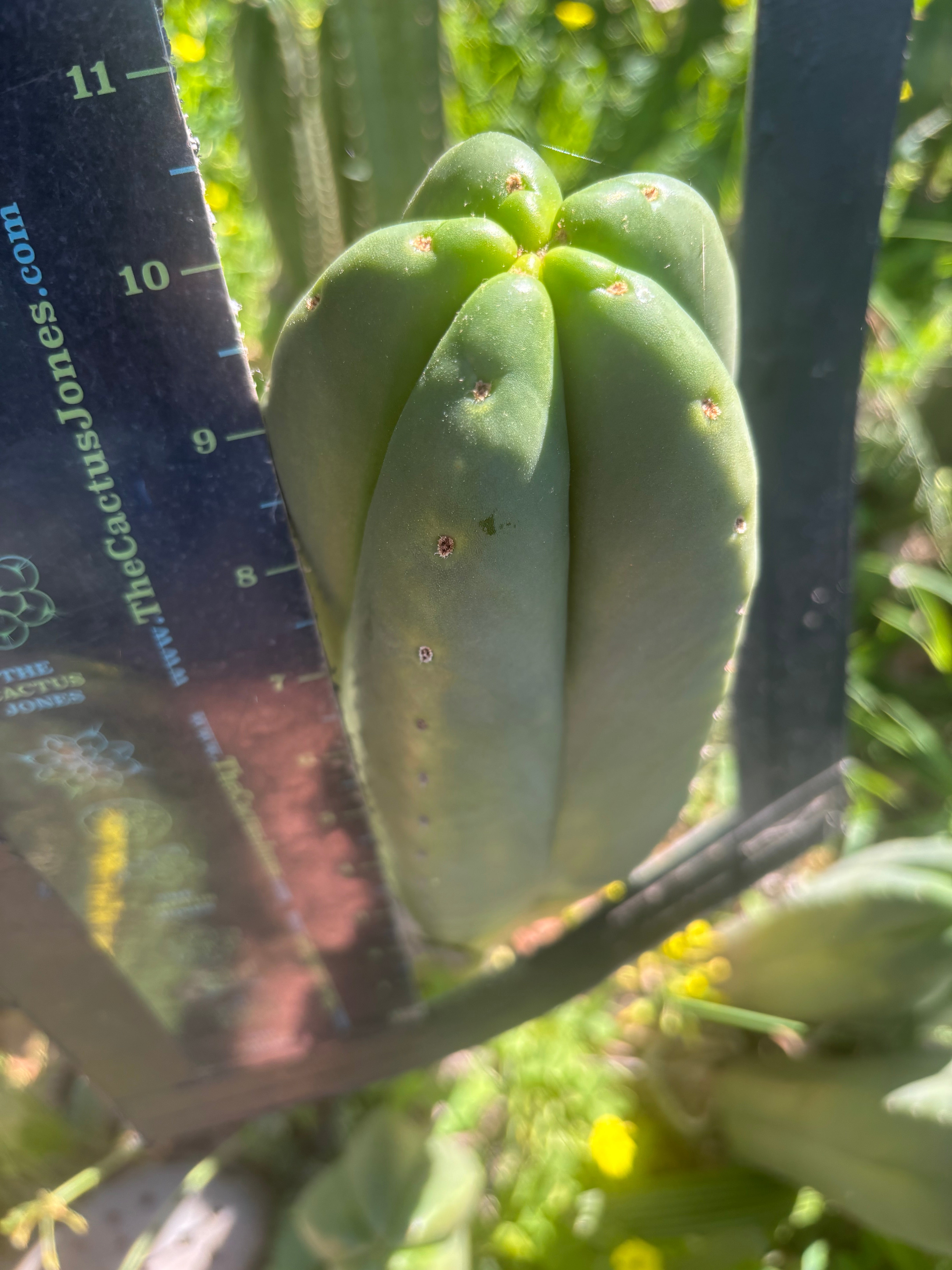 👑🌶️ Scop A — FAT 10” Tips