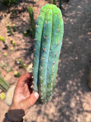 👑🌶️ Ventucky Blue — 15” Tip