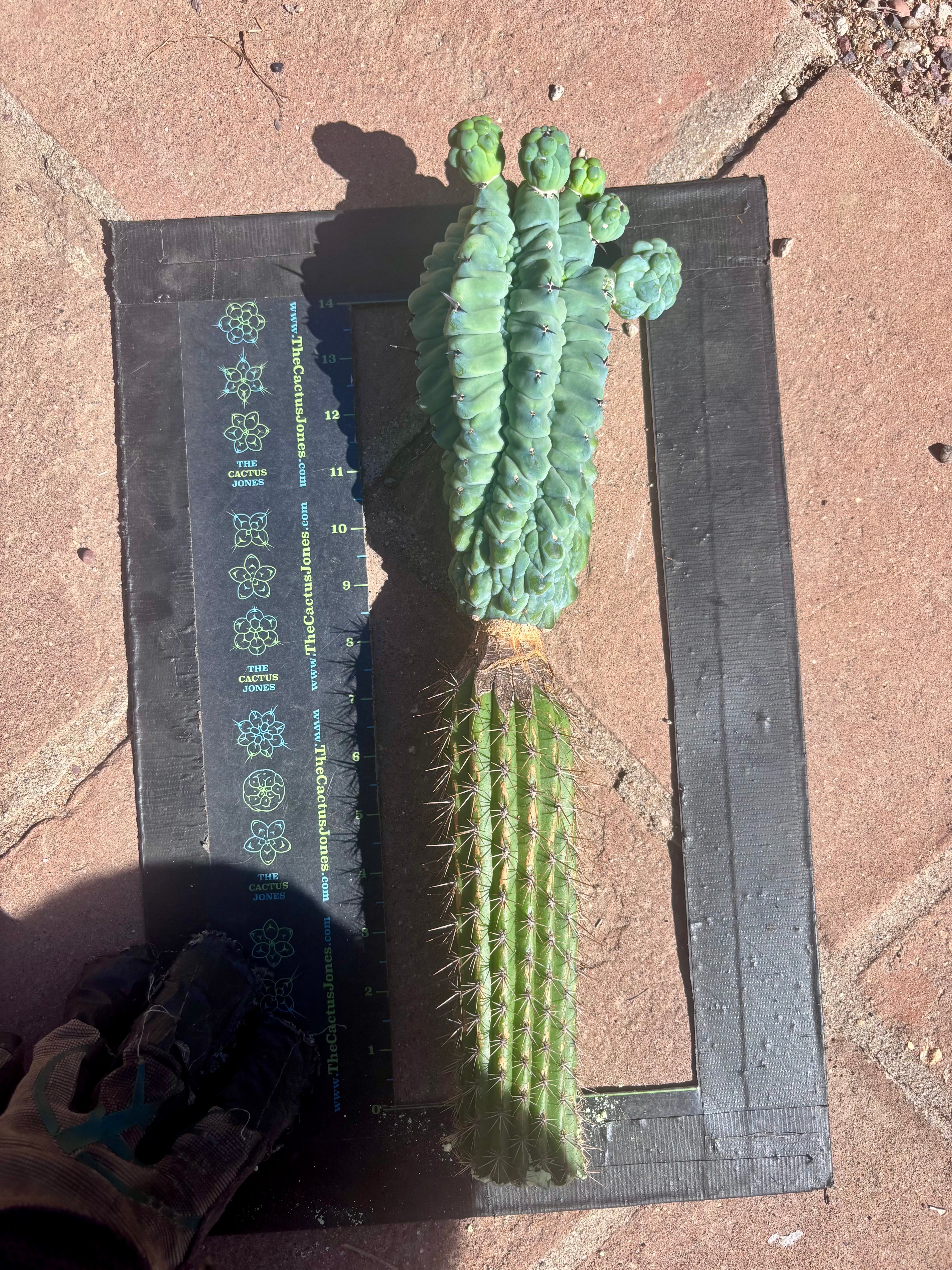 👑💎 Glorp — XL Graft with 5 Pups