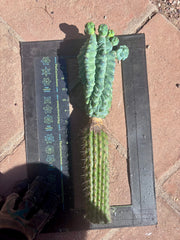 👑💎 Glorp — XL Graft with 5 Pups