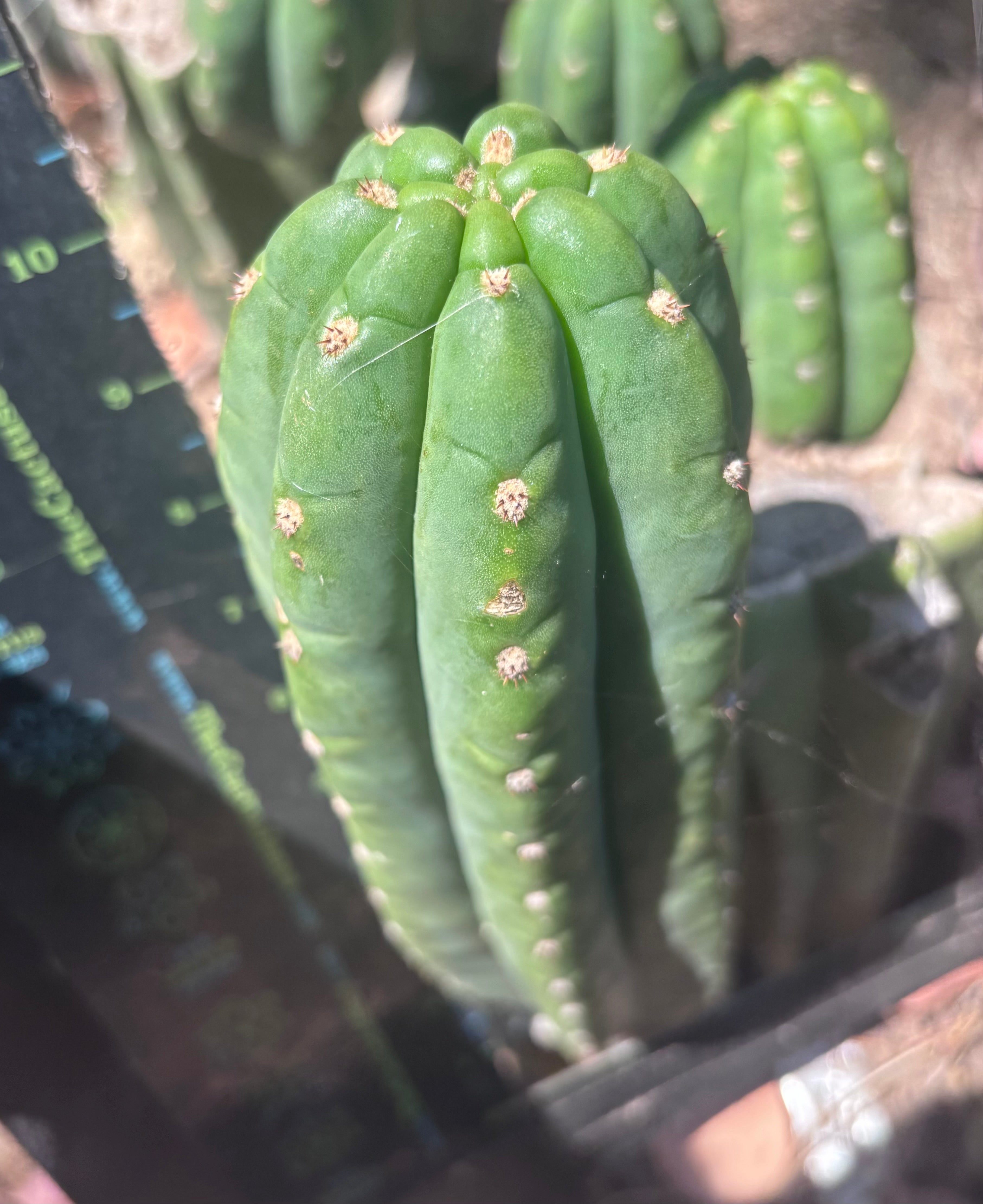 👑🌶️ The Field’s Pachanoi — 10” Pup