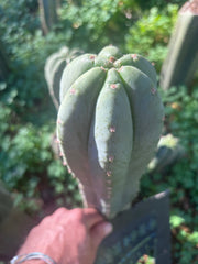 👑🌶️ Pierre — Chonky 12” Tip