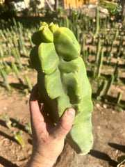 Totem — Beefy 13” Pup