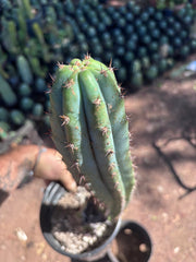 👑 Moran — Fully Rooted 15”