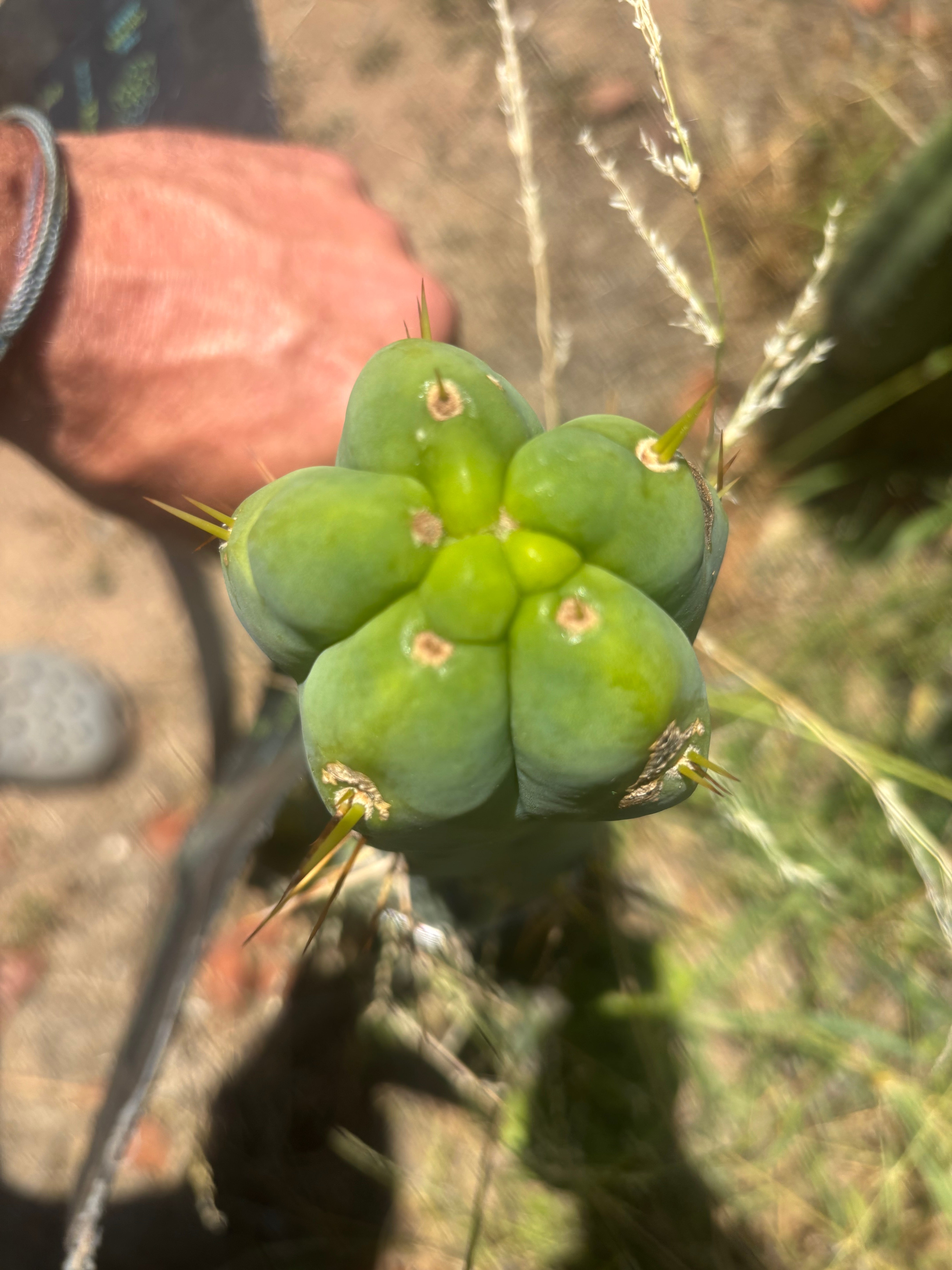 💎👑🌶️ Monster De Cota Cota — Chonky Tip