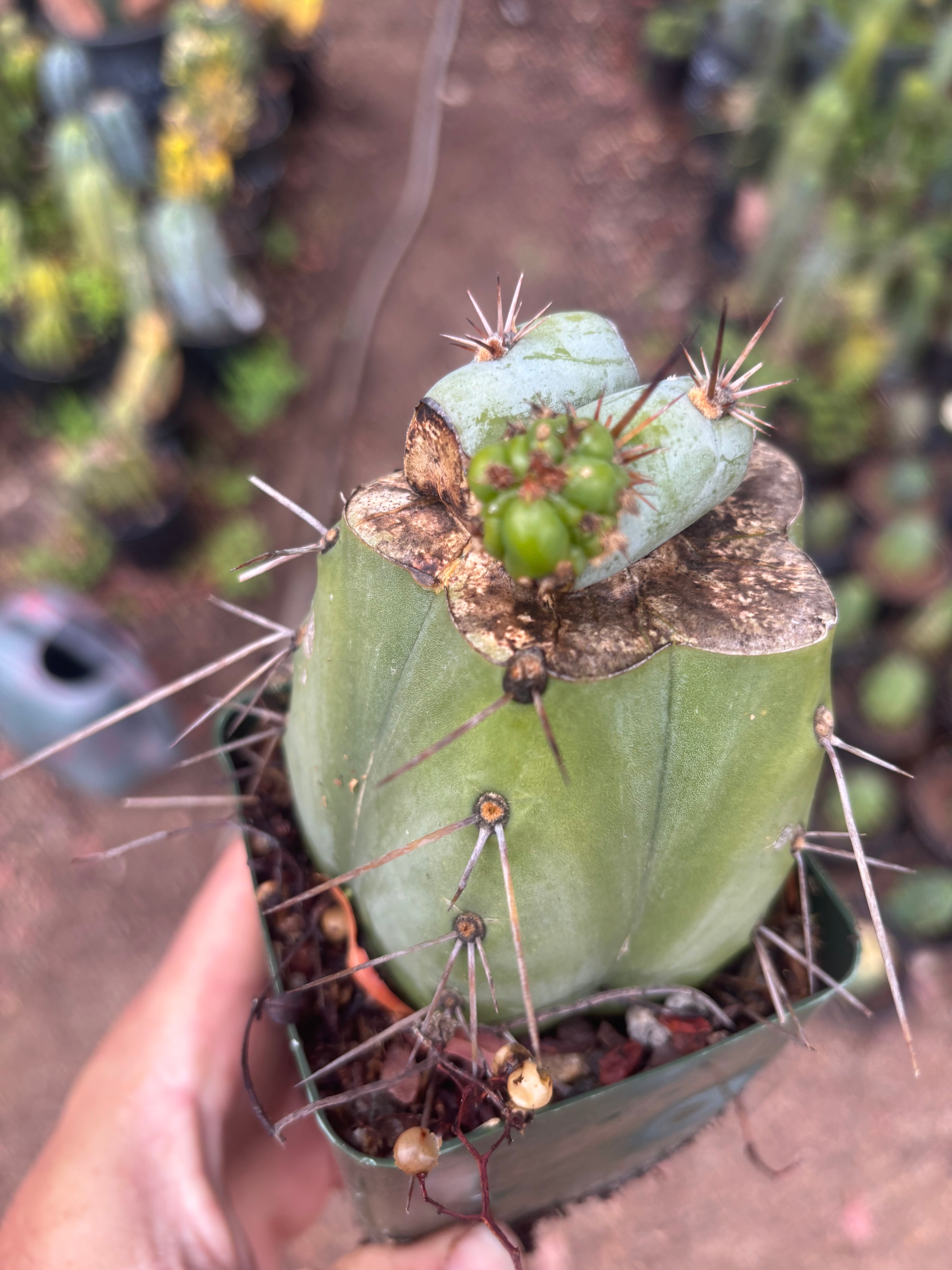 💎👑  Monassa Blue — Pupping Slab Graft on Rooted Hammer