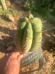 👑🌶️ Kimnach — 11” Pup