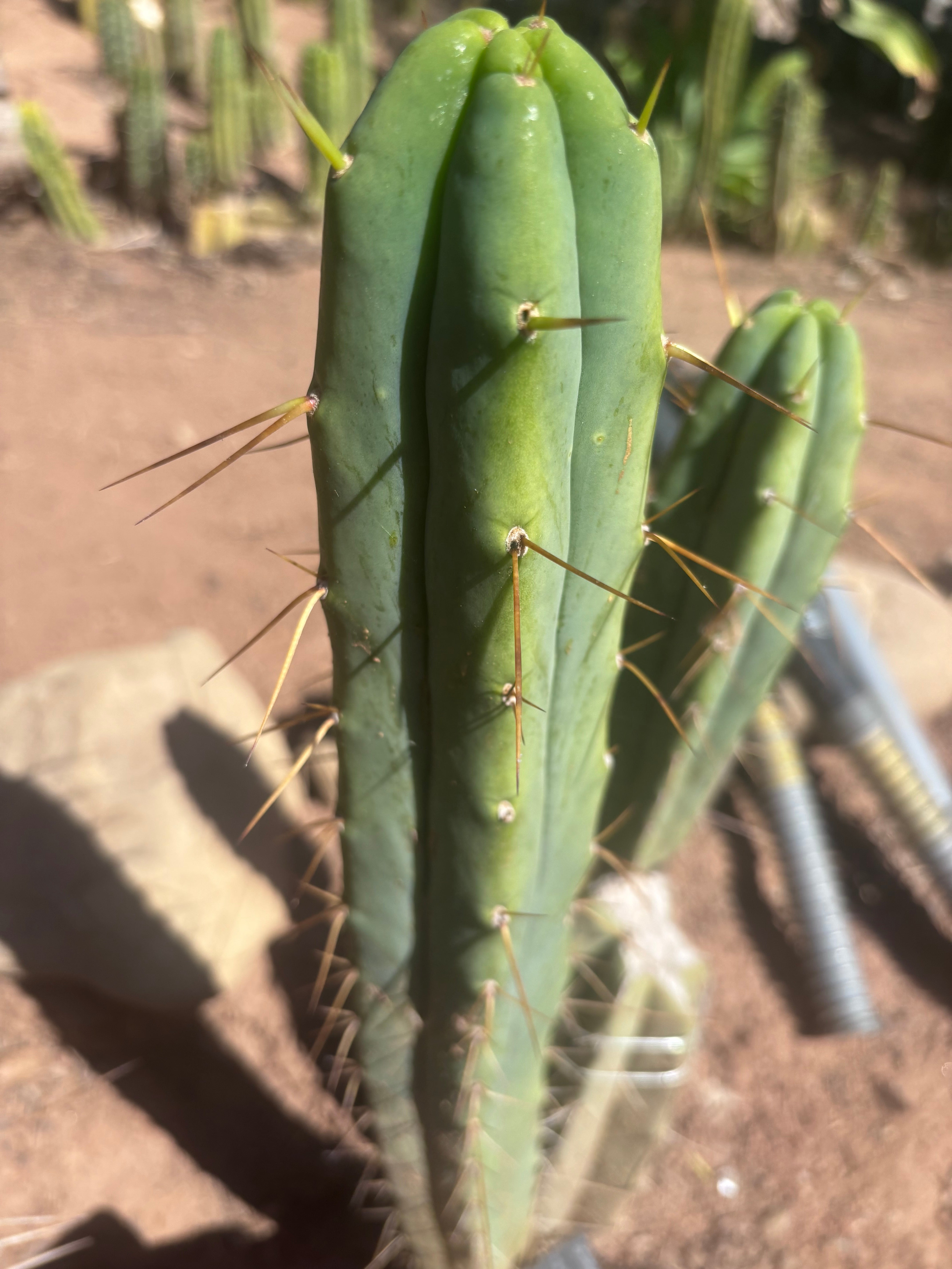 🌶️ 805 — 15” Tip