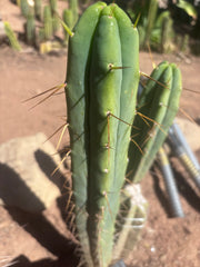 🌶️ 805 — 15” Tip