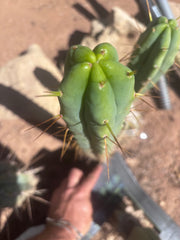🌶️ 805 — 15” Tip