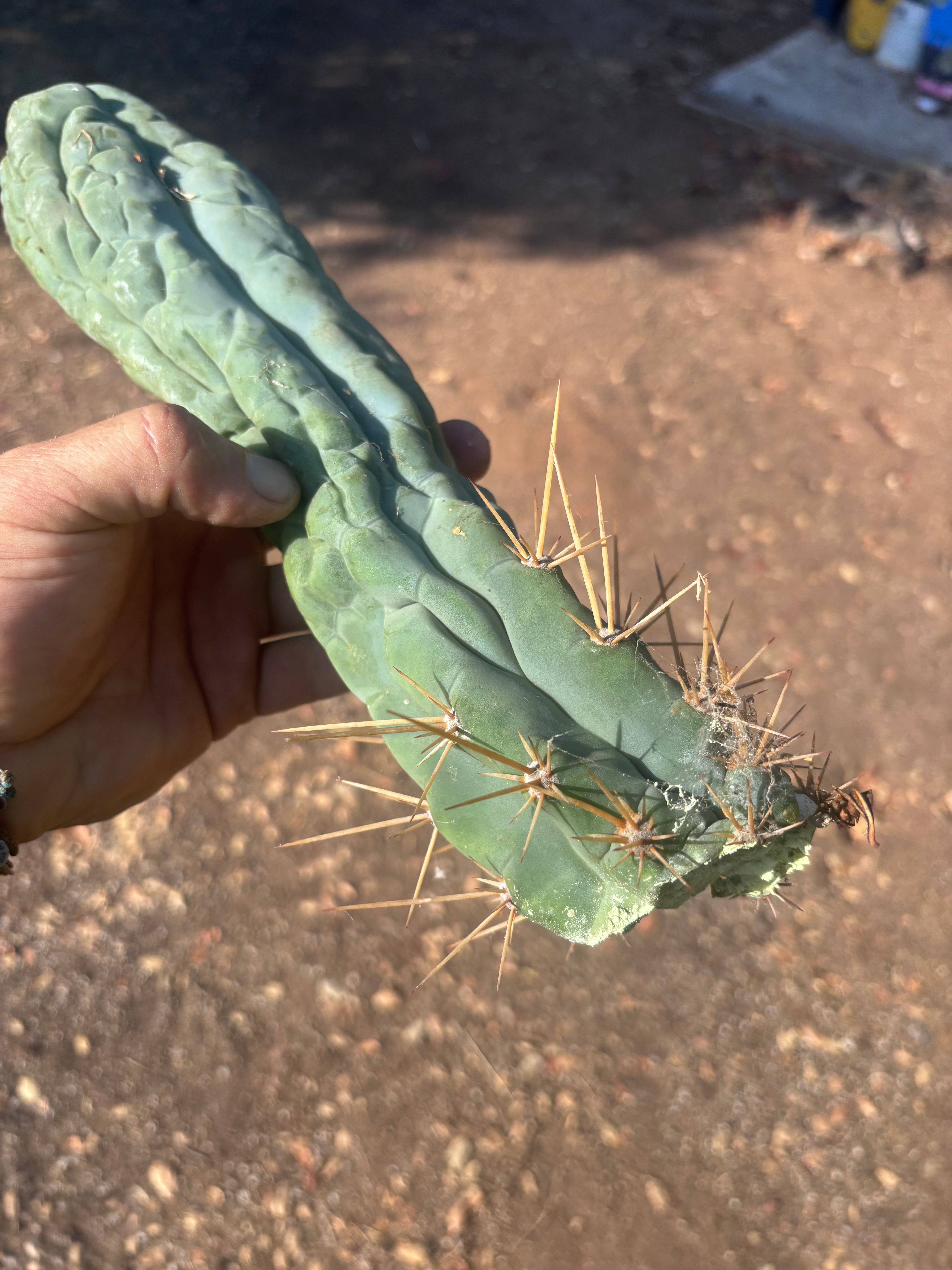 💎👑 Bruce’s Dragon — XL 13” Tip