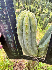 👑🌶️🌶️ Ogun — Beefy 10” Tips (3)