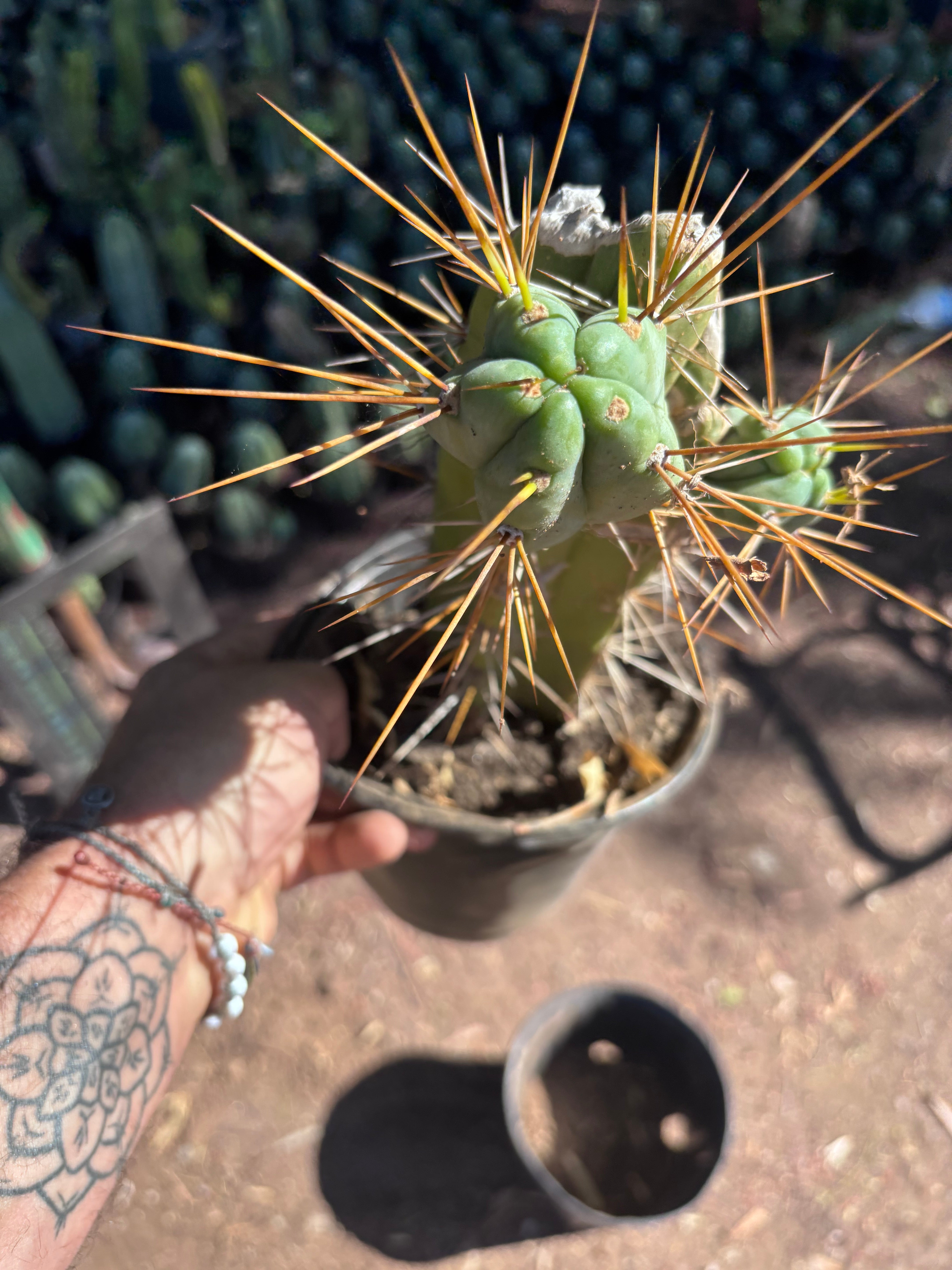 👑🌶️ Chucky — Rooted 10” Pupping Mid