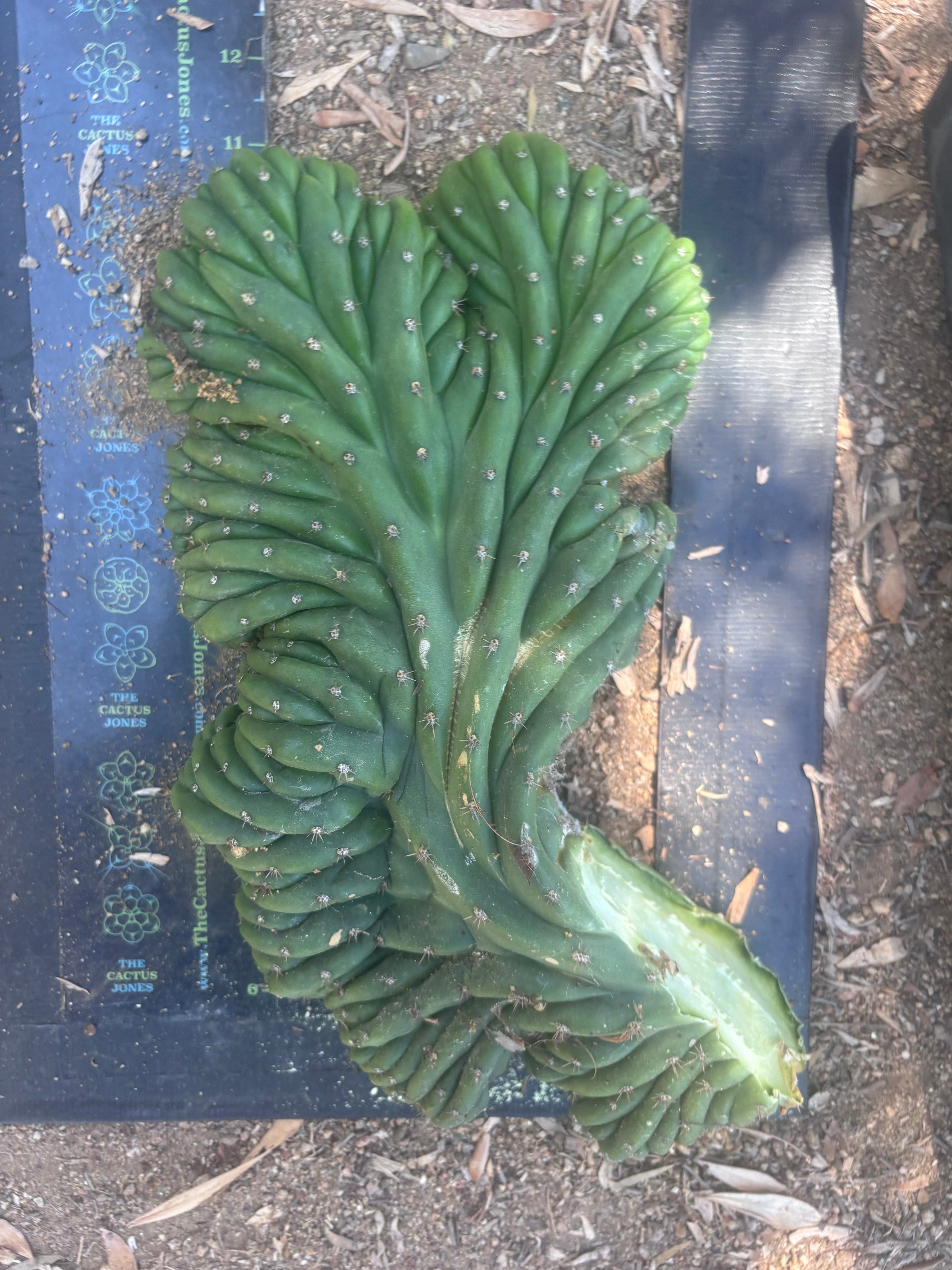 💎👑 TPMC — Large Crest