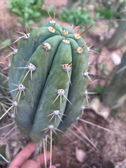 👑🌶️ CGG — 10” Melon