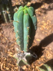 💎👑💎 Amazonas — 9” Pup