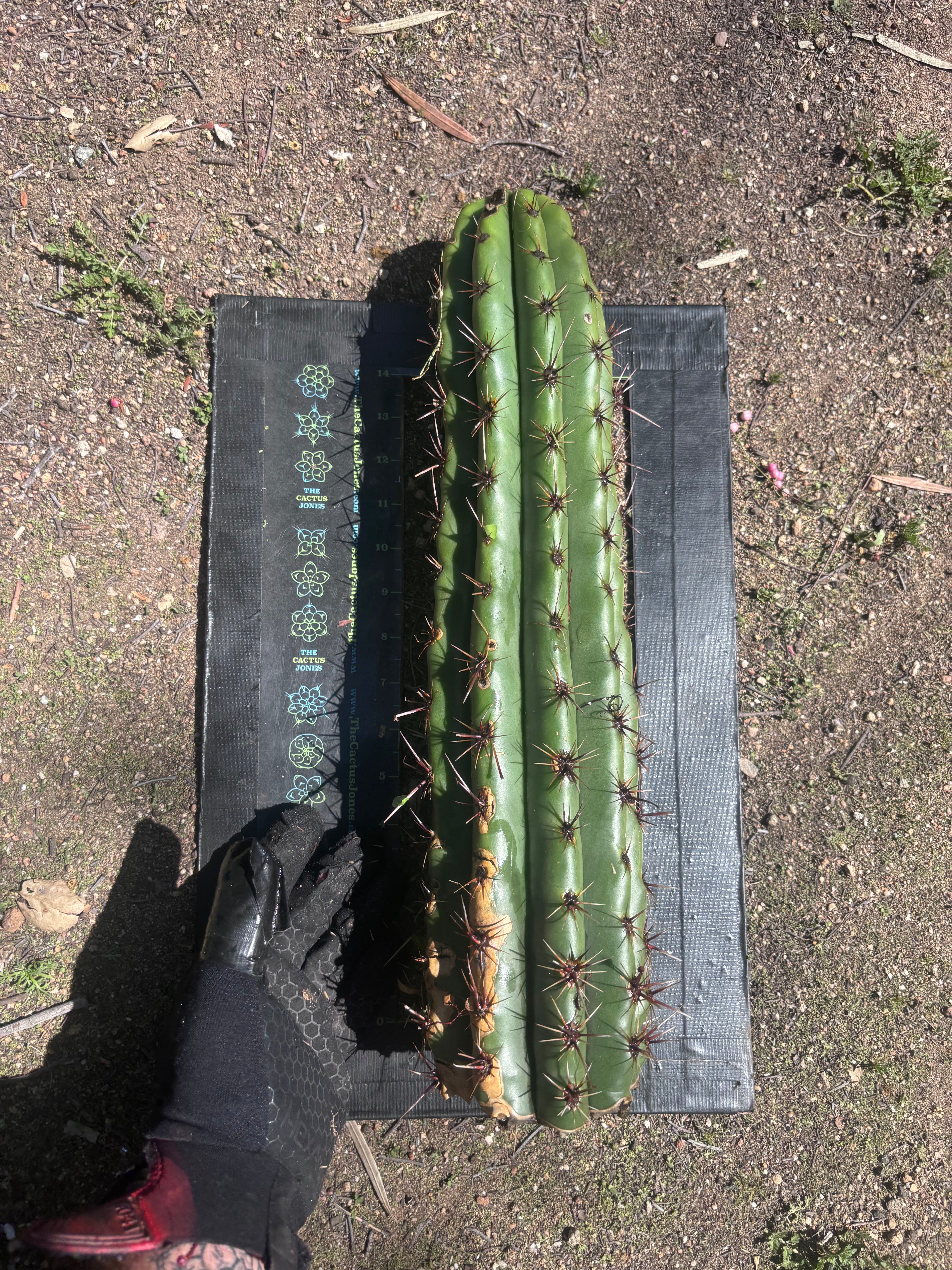 Tacaquirensis — Massive 16” Tip