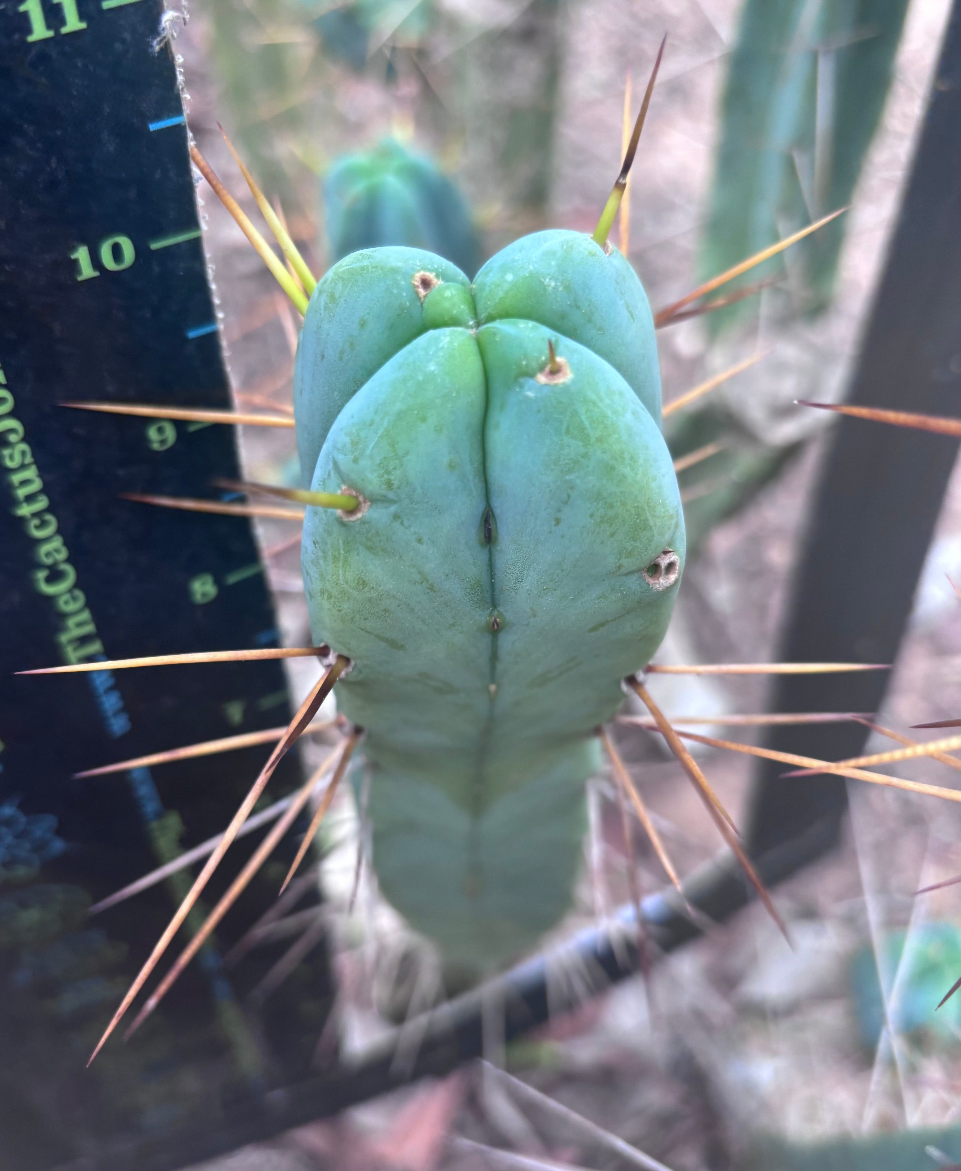💎👑🌶️  La Paz  — 10” Fourwang Pup
