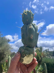 💎👑 Bruce’s Dragon — Chonky 9” Stacker Pup
