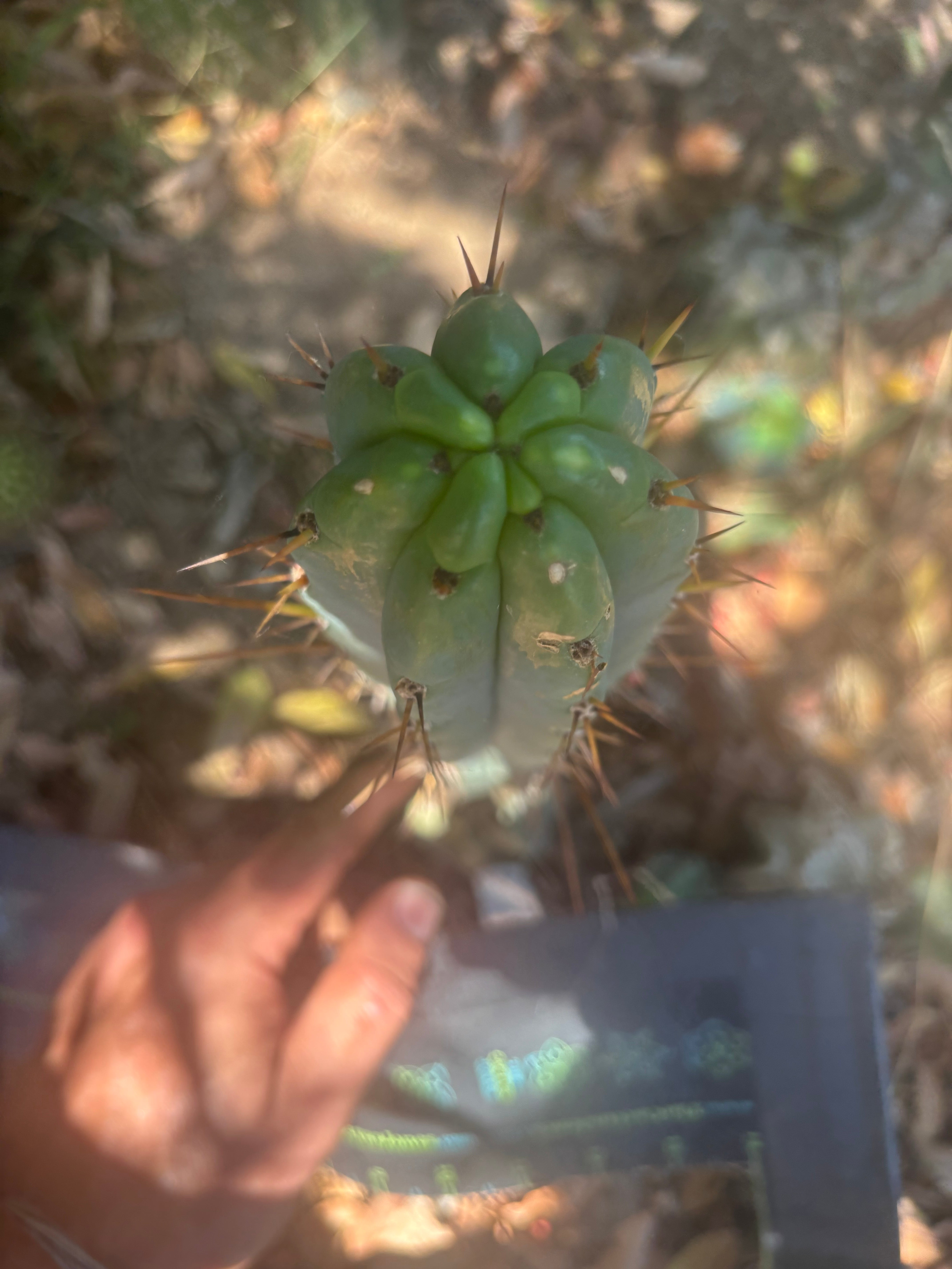 👑🌶️🌶️ Pala — 9” Tip Again