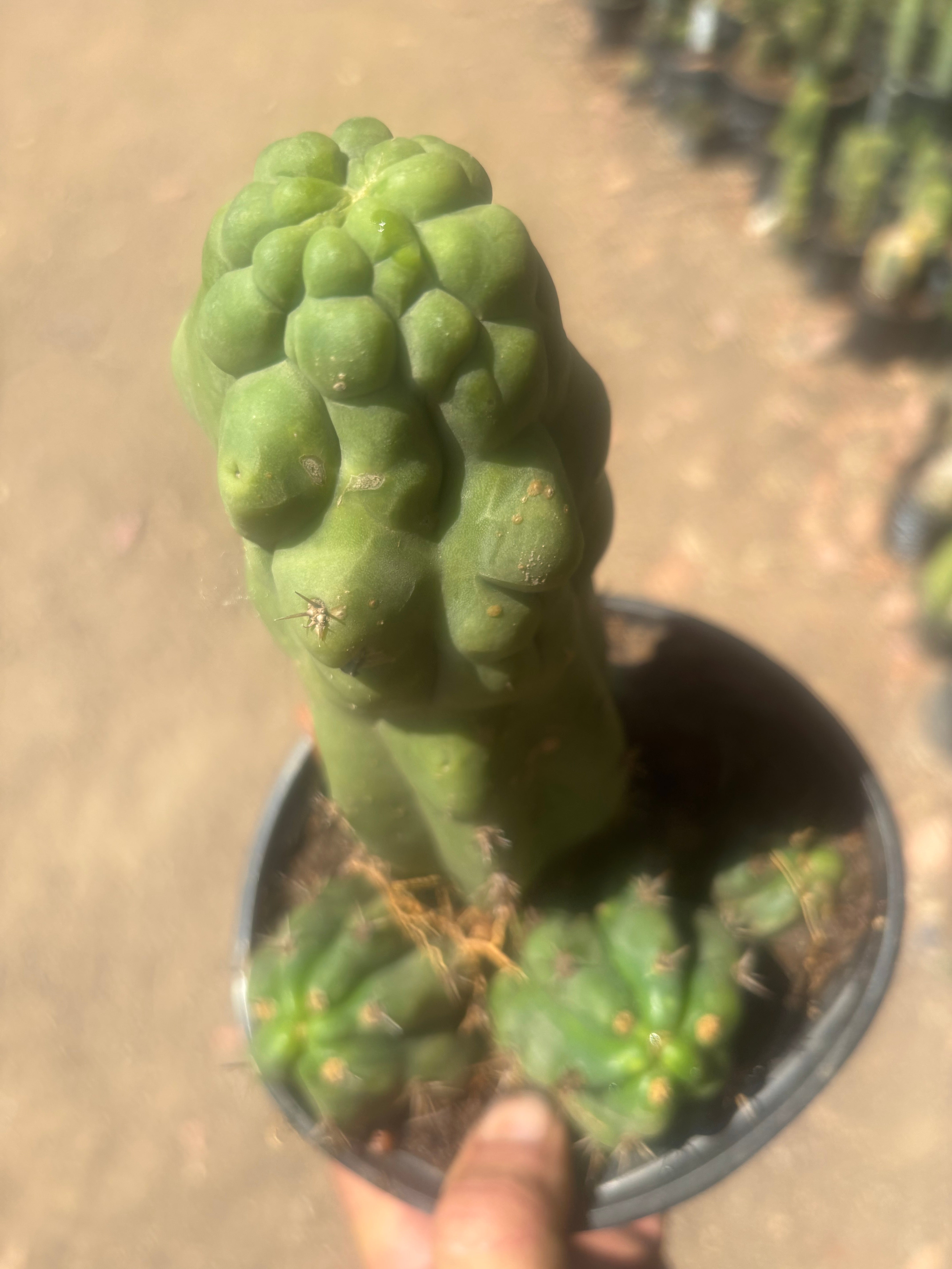 💎 Malo4 x TPM — Rooted Mini Stand