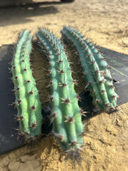💙 Cereus Aethiops — 15” Tips (3)