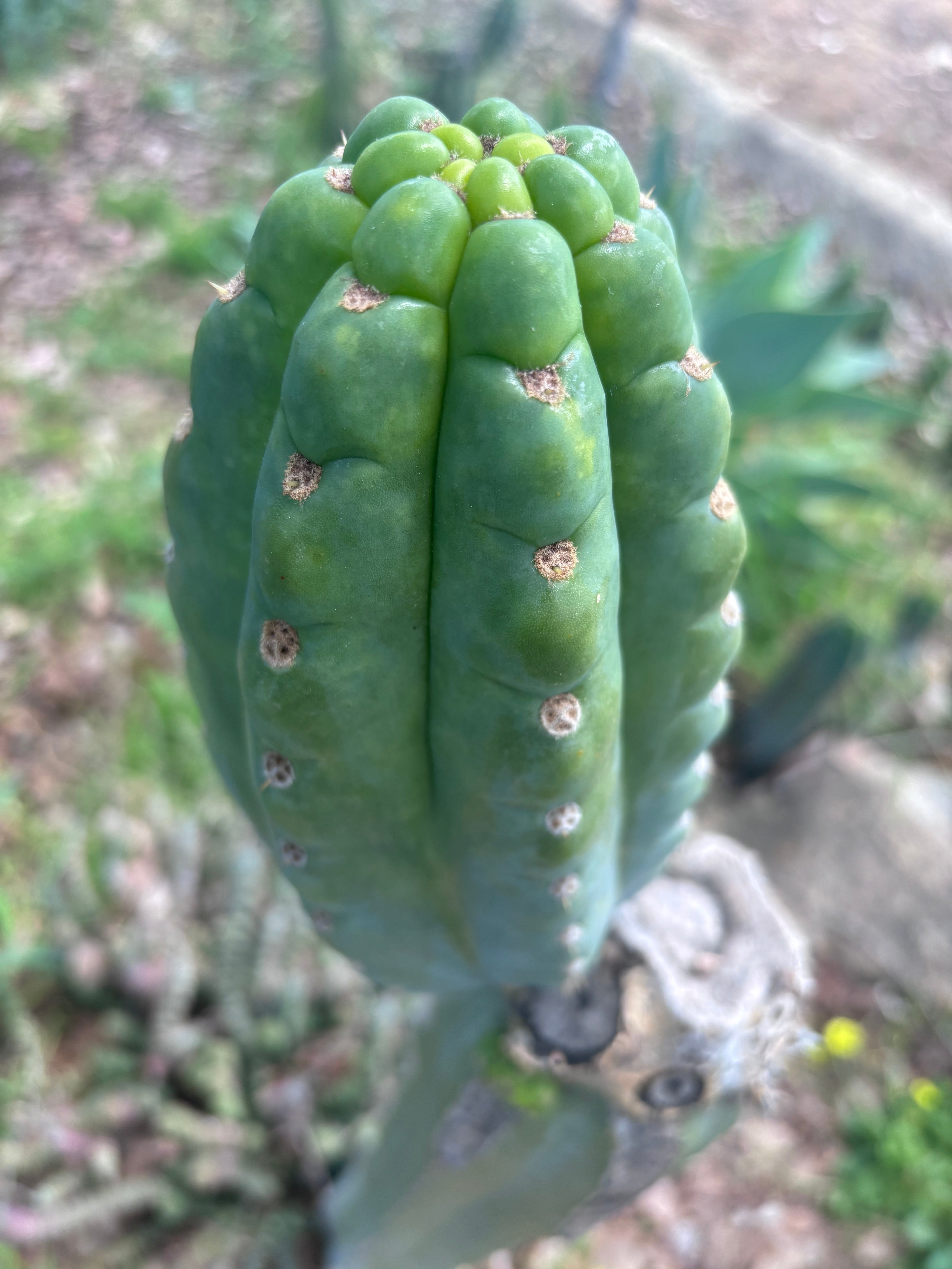 💎👑🌶️  Ichoca — 6.5” Pup