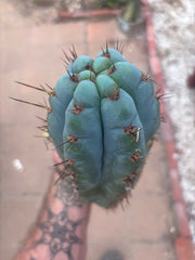 💎👑💎 Papa Smurf — 11” Pup