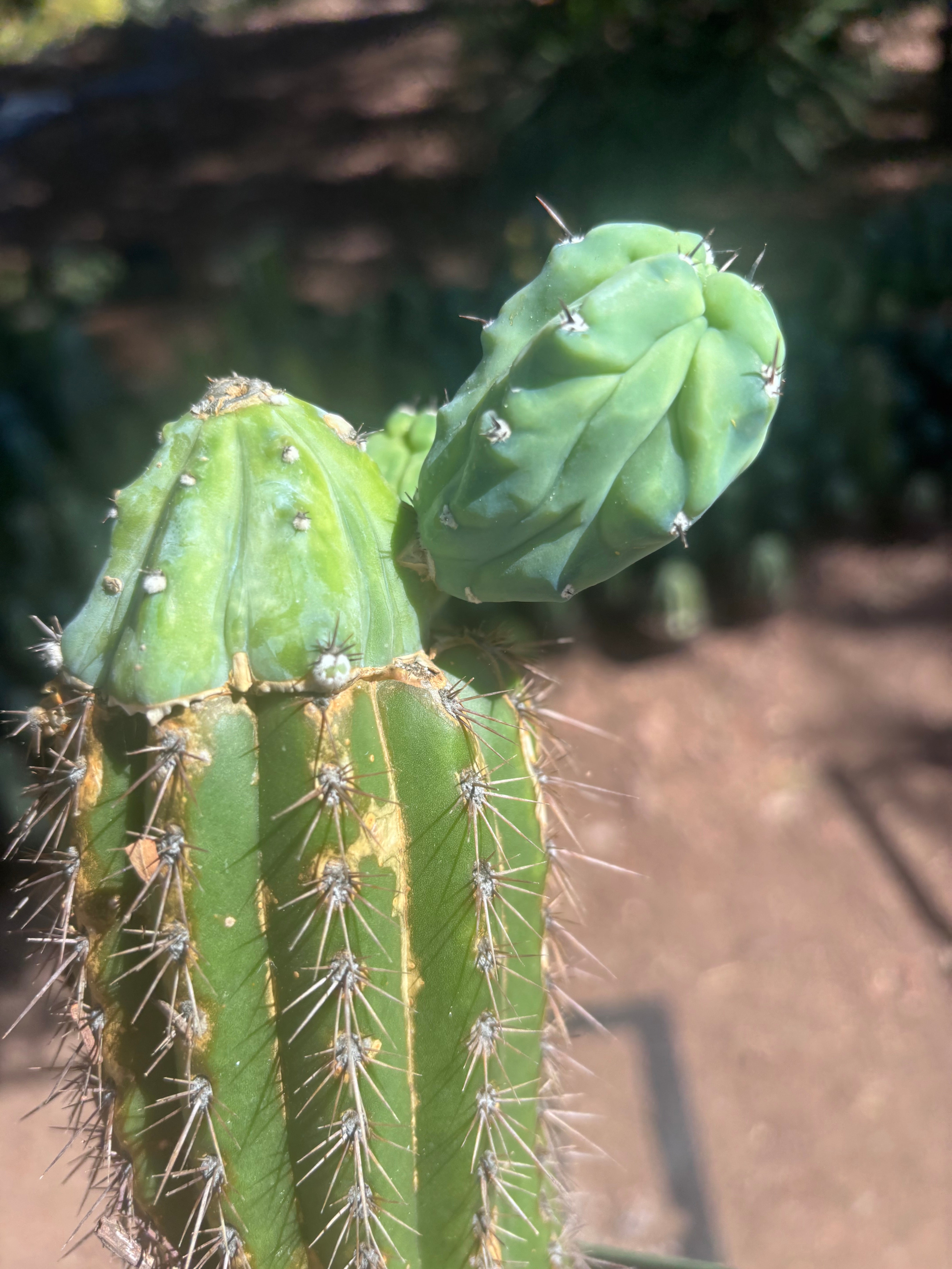 👑💎 Grecas — Butt Graft with 2 Pups